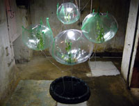 Experimental Plant incubator